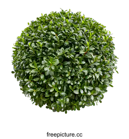 shrub