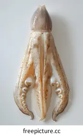squid