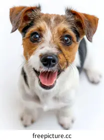 Jack Russell Terrier