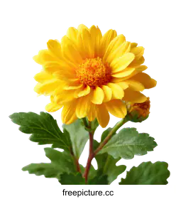yellow flower