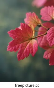 pink leaf