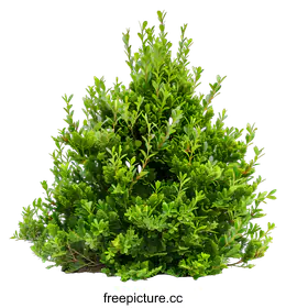 shrub