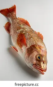 snapper