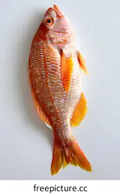 snapper