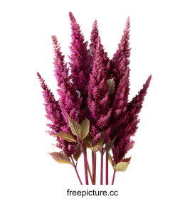 astilbe