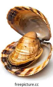 mollusk