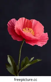 poppy