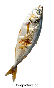 mackerel