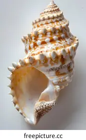 seashell