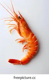prawn