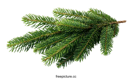 pine tree