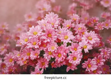 chrysanthemum