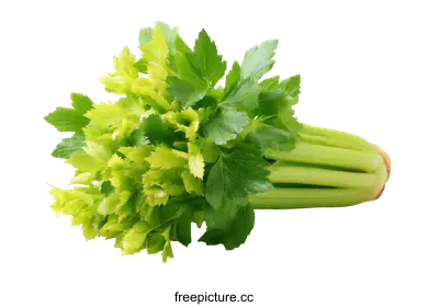 fresh vegetable