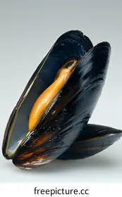mussel