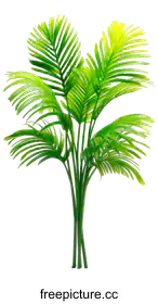 tropical plant
