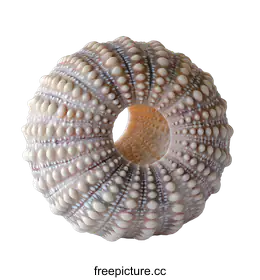 echinoderm