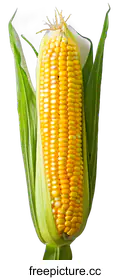 cob