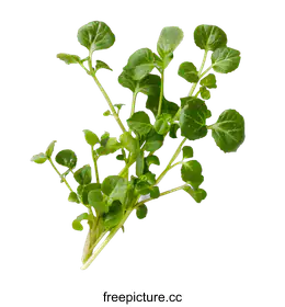 watercress
