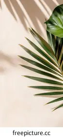palm leaves