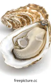 oyster