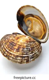 bivalve