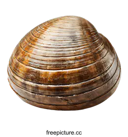 clam