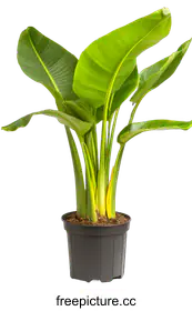 houseplant