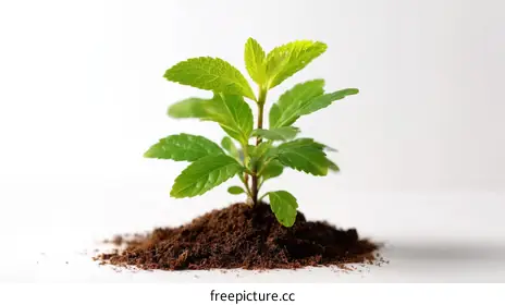 seedling