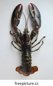 lobster