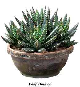 aloe