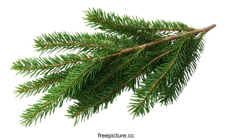 fir