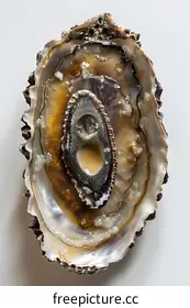 oyster