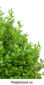 shrub