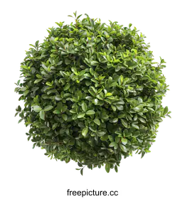 shrub