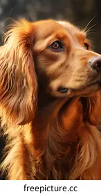 spaniel