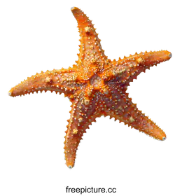 starfish