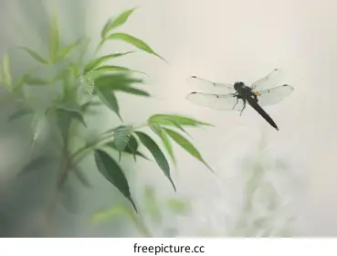 dragonfly