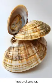 clam