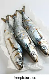 mackerel