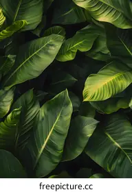 tropical leaves