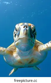turtle