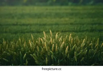 crops