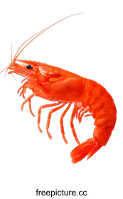 crustacean