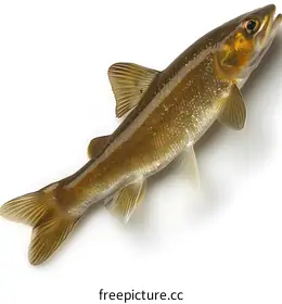 brown trout