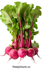 root vegetable