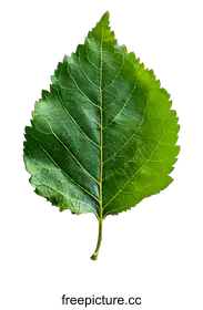 leaf venation