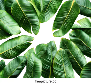 tropical leaves