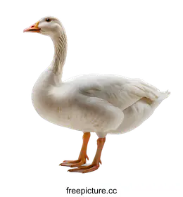 goose