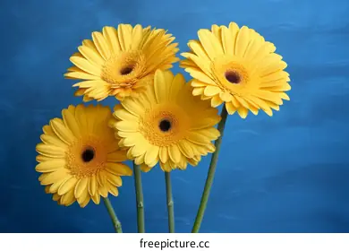 gerbera
