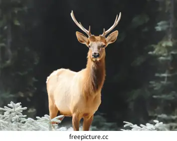 elk
